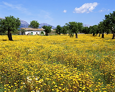 Field of yellow daisies, Majorca, Balearic Islands, Spain, Europe