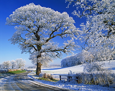 Frosted tree at roadside and rural winter scene, Lincolnshire, England, United Kingdom, Europe