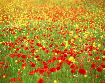 Wild flowers including poppies in a field in Majorca,Balearic Islands, Spain, Europe