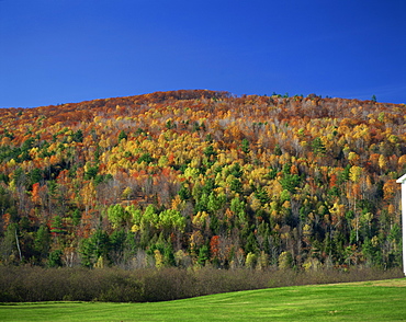 Woodland in fall colours, Vermont, New England, United States of America, North America