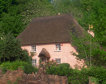 Pink washed thatched cottage at Widecombe, near Torquay, Devon, England, United Kingdom, Europe