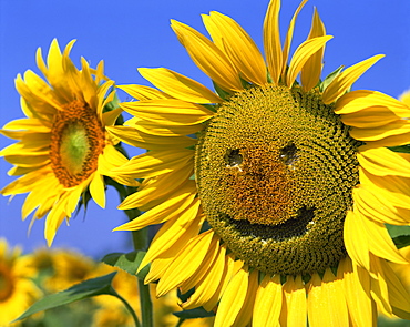 Smiling sunflower