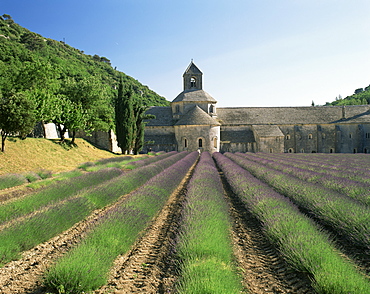 Abbaye de Senanque, near Gordes, Vaucluse, Provence, France, Europe