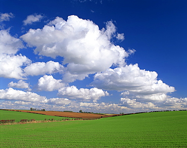 Agricultural landscape of fields and blue sky with white clouds in Lincolnshire, England, United Kingdom, Europe