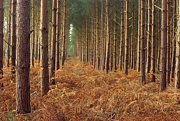 Pine trees in rows, Norfolk Wood, Norfolk, England, United Kingdom, Europe