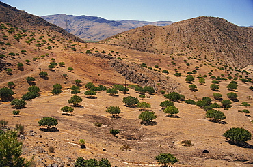 Aerial view over Fars Province landscape, with olive trees, Iran, Middle East