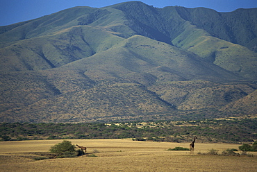 Serengeti National Park, UNESCO World Heritage Site, Tanzania, East Africa, Africa