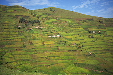 Terraced fields, near Kisoro, Uganda, East Africa, Africa