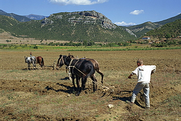 A farmer ploughing with horses in a field in the Vjosa valley in Albania, Europe