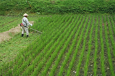 Man in field cutting rice in Kiso Valley, Okute, Japan, Asia