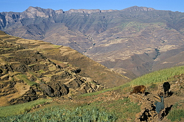 Terraced fields near Ambikwa village, Simien Mountains National Park, UNESCO World Heritage Site, Ethiopia, Africa