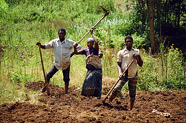 Workers hoeing field, Kabale, Uganda, Africa