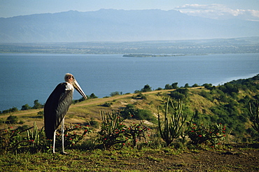 Maribou stork on Lake Edward, Queen Elizabeth National Park, Uganda, Africa