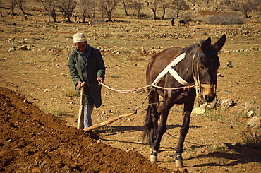 Berber ploughing field, Anti Atlas region, Morocco, North Africa, Africa