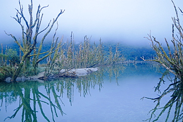 Dead Lake, Milford Track, Otago, South Island, New Zealand, Pacific