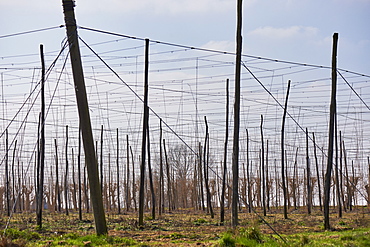 Hop bins (bines) in the early growing season in a field at East Peckham, Kent, England, United Kingdom, Europe