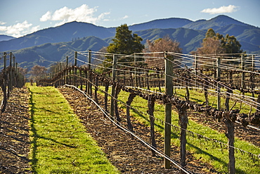 Vines at Saint Clair winery, Blenheim, Marlborough, South Island, New Zealand, Pacific