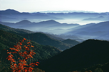 Mist rising from the Cataloochee ski area, near Maggie Valley, North Carolina, United States of America (USA), North America