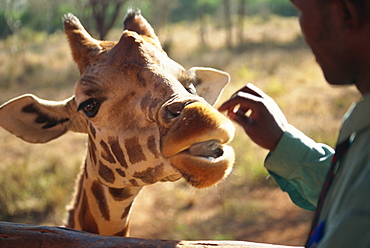 Giraffe Centre, Nairobi, Kenya, East Africa, Africa