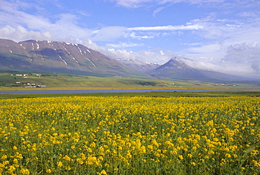 Eyjafjordur, north central area, Iceland, Polar Regions