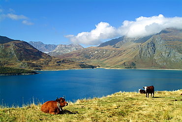 France, Savoie, Alpine cattle, cow, lake behind