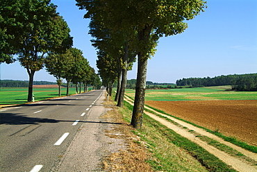 France, Burgundy, tree-lined road  