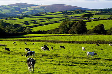 Cattle in landscape, north Exmoor, Devon, England, United Kingdom, Europe