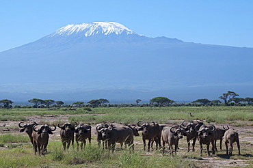 Cape buffalo, Amboseli National Park, with Mount Kilimanjaro in the background, Kenya, East Africa, Africa 