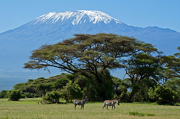 Zebra, Amboseli National Park, with Mount Kilimanjaro in the background, Kenya, East Africa, Africa