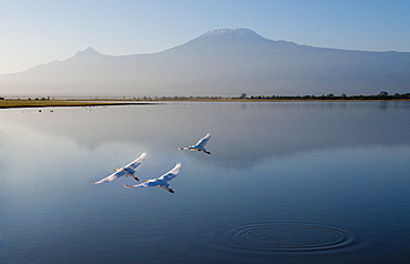 Amboseli National Park and Mount Kilimanjaro, Kenya, East Africa, Africa