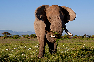 A solitary bull elephant feeding, and egrets, Amboseli National Park, Kenya, East Africa, Africa