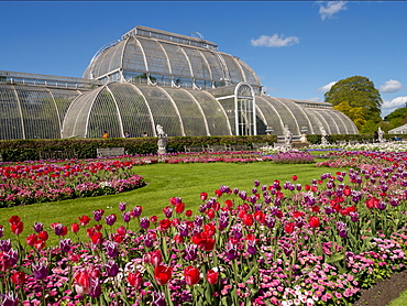 Palm House and tulips, Royal Botanic Gardens, UNESCO World Heritage Site, Kew, Greater London, England, United Kingdom, Europe