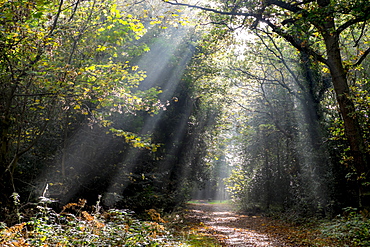 Autumn forest path, Surrey, England, United Kingdom, Europe