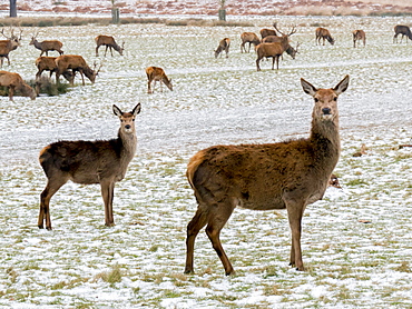 Deer in winter, Richmond Park, Richmond, London, England, United Kingdom, Europe