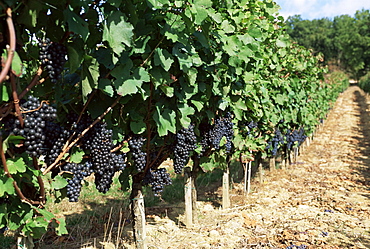 Vineyard, Gaillac, France, Europe