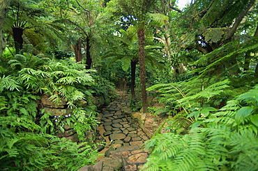 Tree ferns, Kirstenbosch Botanical Gardens, Cape Town, South Africa, Africa