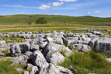 Limestone pavement at Lea Green, Grassington, Yorkshire Dales National Park, North Yorkshire, England, United Kingdom, Europe