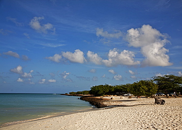 View of Eagle beach showing Divi divi tree (Caesalpinia coriaria), Aruba, Dutch Caribbean, Central America