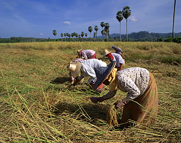 Women harvesting rice in a field in Thailand, Southeast Asia, Asia