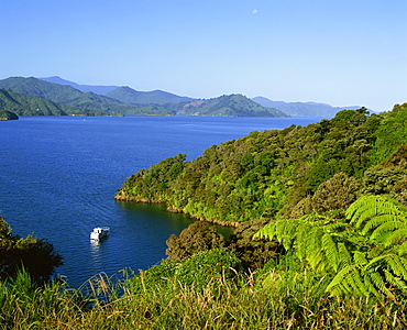 Landscape of Queen Charlotte Sound near Picton, Marlborough, South Island, New Zealand, Pacific