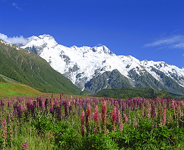 Alpine flowers before Mount Cook, Canterbury, South Island, New Zealand, Pacific