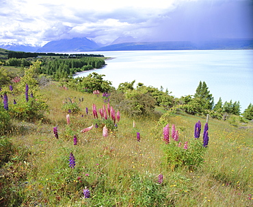 Wild lupins beside Lake Pukaki, looking to Gammack Mountains and Mount Cook, Aoraki, Mount Cook National Park, Southern Alps, Canterbury, South Island, New Zealand