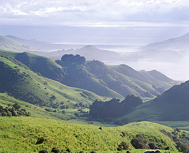 Landscape of volcanic hills, looking towards Taiaroa Head, Albatross, near Dunedin, Otago Peninsula, Otago, South Island, New Zealand, Pacific