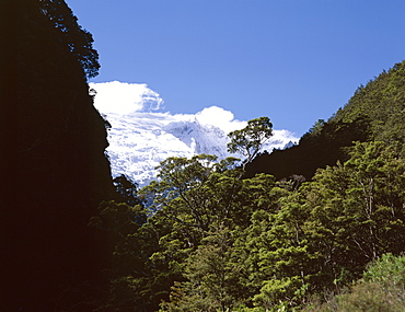 Silver Beech Forest and Rob Roy Glacier, Rob Roy Valley, Mount Aspiring National Park, Westland, South Island, New Zealand, Pacific