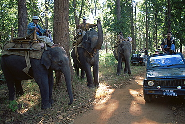 Elephants waiting for tourists, Kanha National Park, Madhya Pradesh state, India, Asia