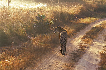 Tiger, Kanha National Park, Madhya Pradesh state, India, Asia