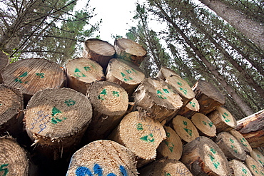 Forestry logs, Waikato, North Island, New Zealand, Pacific