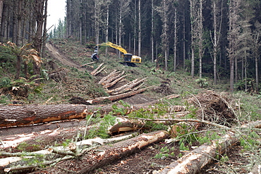 Forestry felling machine, Waikato, North Island, New Zealand, Pacific