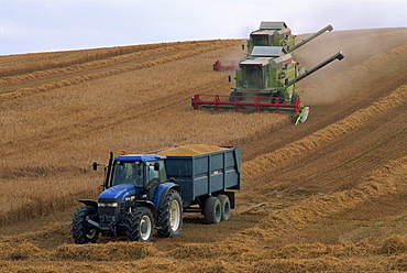 Ford tractor, Claas combine, wheat harvesting, Wiltshire, England, United Kingdom, Europe