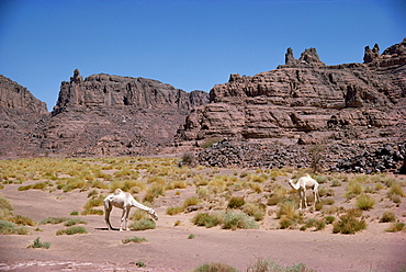 Camels, near the edge of the Fadnoun Plateau, Sahara Desert, Algeria, North Africa, Africa